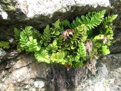 Asplenium decurrens. Mature plant with fertile fronds growing under overhang on coastal cliff. 
 Image: L.R. Perrie © Te Papa CC BY-NC 3.0 NZ